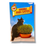 Hierba Para Gatos Gatitos Kitten Semillas Pasto Pastito 50gr