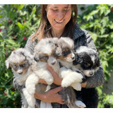 Lindos Cachorros Pastores Australianos  Inscritos En El Kcc