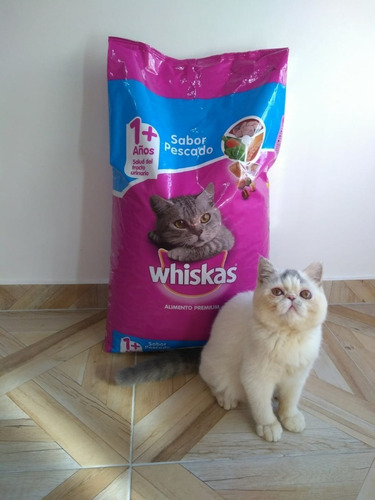 Alimento Whiskas Gato Adultosabor Pescado Envio Gratis Caba 