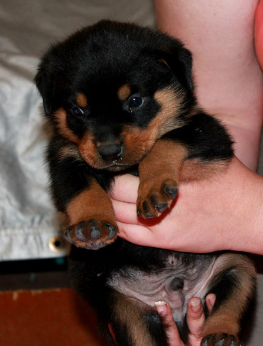 Digno Rottweiler Pedigri Garantía De Vida Vacunas 10