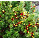 Mini Pinheiro Arbusto De Natal Astroloma Foliosum Sementes