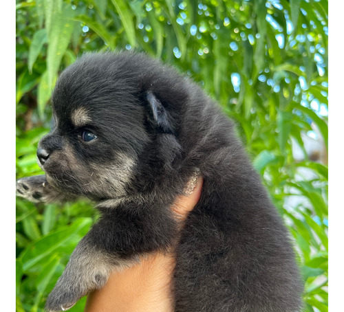 Lulu Da Pomerania Macho/ Spitz Alemão Ursinho