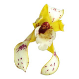 Orquídea Maxillaria Picta Extraordinario Perfume