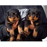 Criadero Imperial Pets  Rottweiler