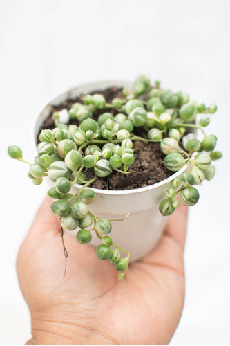 Senecio Rowleyanus Rosario Variegado Suculenta Colección N°8