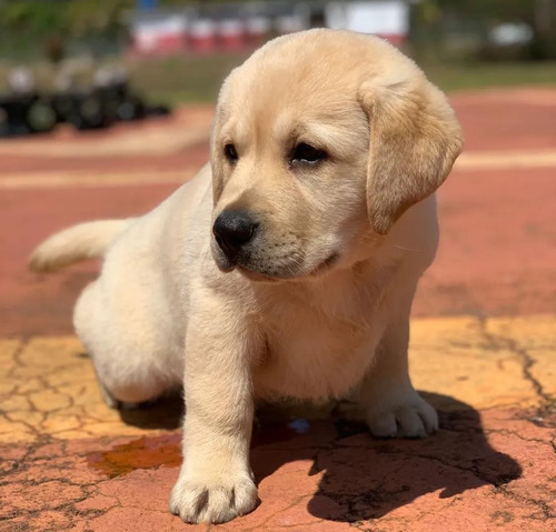 Labrador Fofos Fofinhos. Disponível