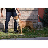 Cachorros American Staffordshire Amstaff