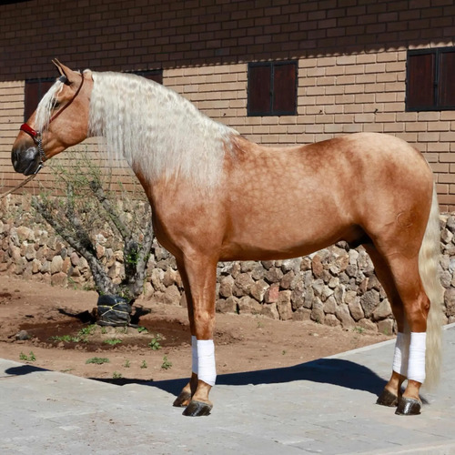 Potranca Española Capa Negra Hija De Semental Palomino | Meses sin interés