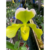 Orquídea Paphiopedilum Yerba Buena 