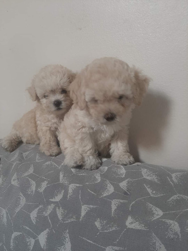 Poodle Mini Toy Hermoso 