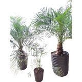 Plantas Fenix Phoenix Roebelini 6lts Leer Consultar !!!