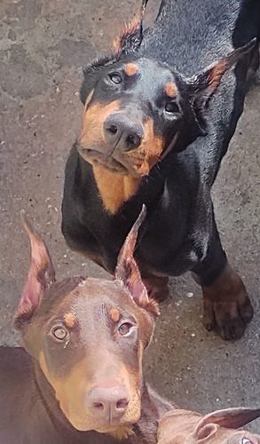 Dobermann