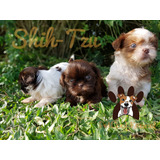 Filhote Pequeno De Shih-tzu Macho Com Pedigree!