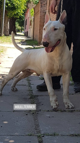 Bull Terrier La Shanna F.c.a Los Mejores Seguro