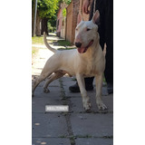 Bull Terrier La Shanna F.c.a Los Mejores Seguro