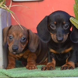 Dachshund Pelo Corto.kaninchen Hembras . Fca . Soñadas!!!