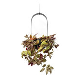 Pendente Decorativo Square Com Suporte Para Plantas Preto