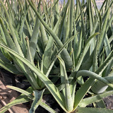Aloe Vera Barbadensis / Flor Amarilla / Pack 3 Unidades