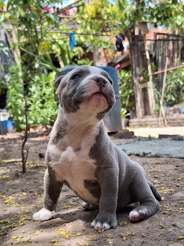 Pitbull Cachorros 