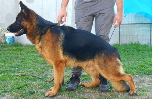 Última Cachorra Ovejero Alemán Ganale A La Inflación.