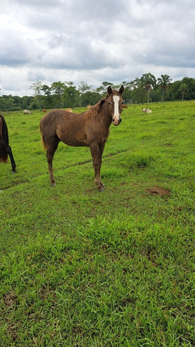 Super Potrillazo Línea Hancok Muy Bien Conformado 11 Meses. 