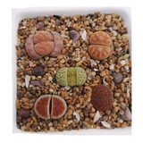 Lithops 300 Semillas (varias Especies)