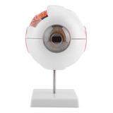 Modelo De Globo Ocular De Ojo Humano Extraíble De Aumento 6x