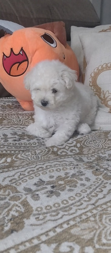 Bichon Frisé Pedigree 