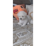 Bichon Frisé Pedigree 