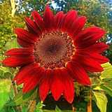 150 Semillas De Girasol Rojo Gigante 