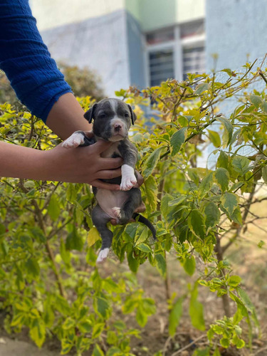 Cachorro Pitbull Blue