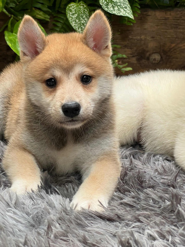 Shiba Inu Cachorros Machos Fotos Reales.