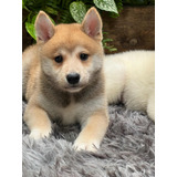 Shiba Inu Cachorros Machos Fotos Reales.