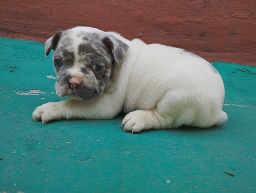 Cachorro Bulldog Francés