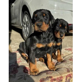 Doberman Cachorros Auténticos Vip