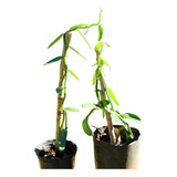 Orquidea Vainilla 50 Cm Envio A Todo El Pais