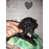 Poodle Toy Negrita Hermosuras 