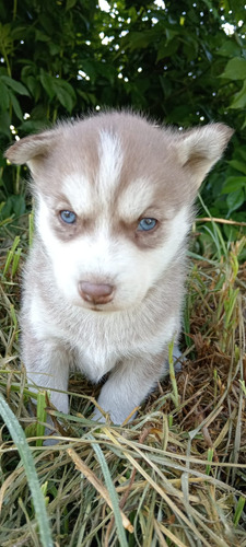 Cachorros Lobo Pelaje Largo