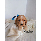 Cachorro Coker Spaniel Ingles