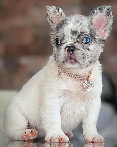 Cachorra Fluffy Blue Merle Bogotá Animal Pets