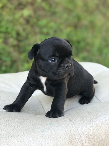 Cachorro Bulldog Francés Negro