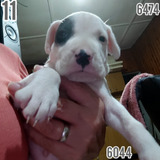 Cachorro Pirata Dogo Argentino