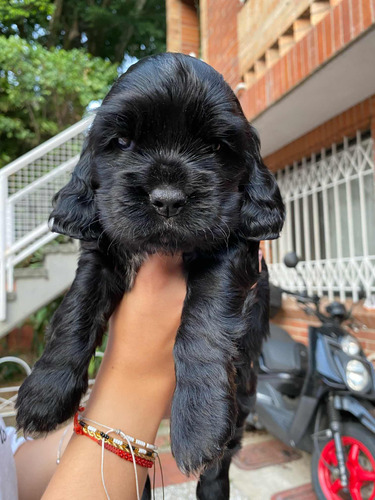 Cachorro Cocker Spaniel