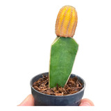 Muda Cacto Amarelo Echinopsis Chamaelobivia Pote 06 