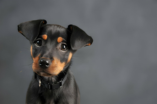 Perros Zwergpinscher Cachorros Pinscher Miniatura Puppy Can