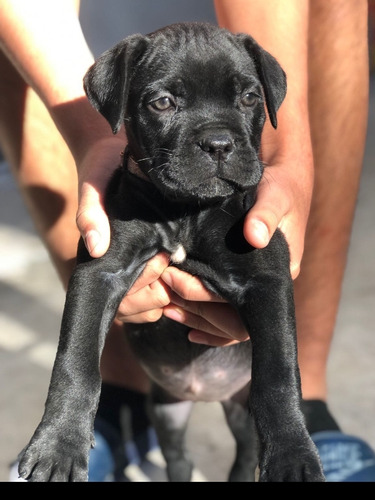 Cachorros Cane Corso De Pura Raza