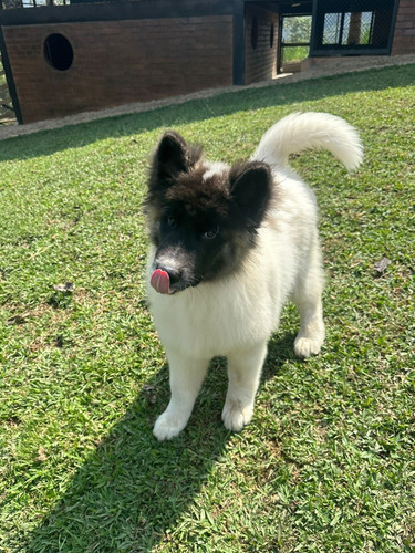 Cachorro Akita Americano Pereira Animal Pets Colombia 