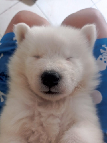 Cachorro Samoyedo Macho 