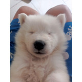 Cachorro Samoyedo Macho 