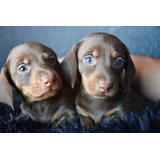 Cachorros Dachshund Mini Salchichas Chocolates  Pedigri